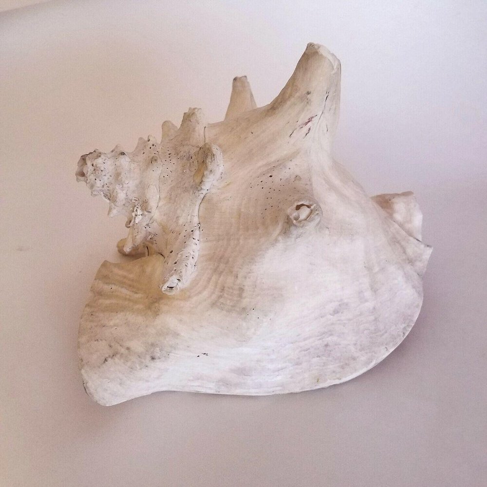 Conch Sea Shell Strombus Pink Queen Large Real